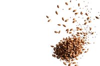 Coffee beans scattered and flying on white background, isolated food photography for cafe menu design and coffee packaging projects.