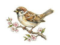 Small brown and white bird perched on flowering branch with pink blossoms, isolated on white background, suitable for clipart, design projects, and nature illustrations.