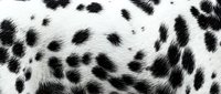 Dalmatian spotted fur texture with black and white markings, suitable for animal backgrounds, pet-related designs, and wildlife projects.