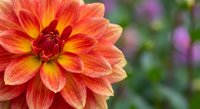 Vibrant orange and red dahlia flower with yellow center in full bloom, water droplets on petals, colorful garden background for floral designs.