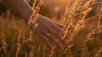 Hand gently touching golden wheat stalks in warm sunset light creating peaceful agricultural scene for harvest season and farming concepts.