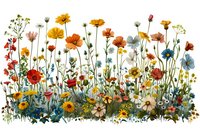 Colorful wildflowers meadow illustration on white background, perfect for botanical wall art, fabric design and stationery. Watercolor style floral border with cosmos, daisies and poppies.