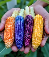 Colorful variety of fresh corn cobs in hands showing orange, blue, purple and yellow kernels against green background. For food and agriculture concepts.