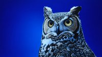 Great horned owl with intense yellow eyes against vibrant blue background, showcasing detailed feather texture and predatory gaze.