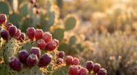 Prickly pear cactus with ripe red purple fruits in warm golden sunlight creating natural desert landscape background for organic food concepts.