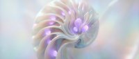 Abstract spiral shell with iridescent pearl surface displaying soft purple and pink gradients on dreamy pastel background for modern design projects.