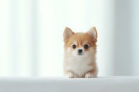 Adorable Pomeranian puppy with cream-colored fur looking directly at camera against soft white background, displaying sweet expression and perked ears.