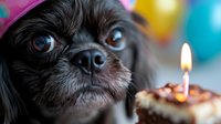Close-up of small black dog with expressive eyes looking at birthday cupcake with lit candle against colorful blurred background.