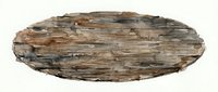 Weathered wood bark texture isolated on white background, suitable for design projects, backgrounds, and natural material applications.