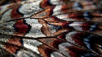 Macro shot of moth wing scales displaying intricate brown, white, and blue patterned texture with fine detail and natural iridescence for educational or nature content.
