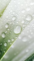 Clear water drops on fresh green leaf surface create natural abstract pattern with soft bokeh background, macro photography showing morning dew details.