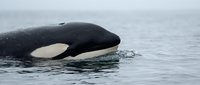 Orca whale surfacing in calm ocean waters showing distinctive black and white markings. Powerful marine mammal in natural habitat for wildlife and nature projects.