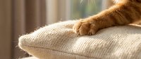 Ginger cat paw resting on a cozy beige knitted cushion in warm sunlight, close-up shot capturing soft fur texture and relaxed home atmosphere.