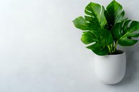 Fresh monstera deliciosa plant with glossy green split leaves in modern white ceramic pot against light background, minimalist home decor styling.