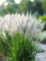 Ornamental white feathery plumes of pampas grass with green blades against soft bokeh background, growing in garden landscape design.