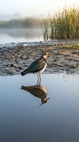 Northern lapwing bird standing in shallow water with perfect reflection at lakeside during golden hour sunrise creating serene wetland wildlife scene.