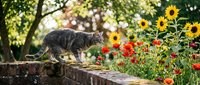Tabby cat walking on rustic stone wall surrounded by vibrant sunflowers and red flowers in summer garden setting with green foliage background.