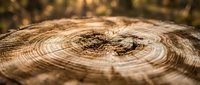 Close-up of tree ring cross-section showing annual growth patterns and natural wood texture with knots. Suitable for forestry, environmental, and nature-themed projects.