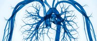 Human respiratory system anatomy with detailed bronchial tree structure showing airways and lung passages in blue medical illustration for healthcare education.