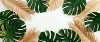 Tropical palm leaves and monstera foliage frame on white background. Natural botanical border design for summer decoration and exotic themed projects.