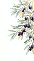 Watercolor olive branch with dark purple olives and green leaves on white background for Mediterranean cooking and natural food design projects.
