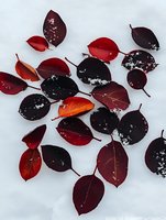 Dark red and burgundy autumn leaves scattered on white snow background, creating dramatic natural contrast with delicate frost details and organic arrangement.