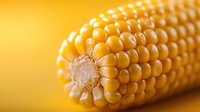 Fresh yellow corn cob macro shot showing detailed kernels texture and pattern on golden background, natural organic food photography for agriculture concept.