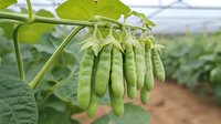 Fresh green pea pods growing on vine with flowers in organic garden greenhouse, showing natural agricultural growth process and farm cultivation.