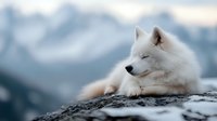 White fluffy dog resting on rocky mountain terrain with snowy peaks in blurred background, suitable for pet, nature and outdoor lifestyle content.