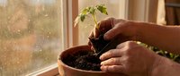 Hands gently planting young green seedling in terracotta pot by sunny window. Indoor gardening, plant care, growth concept for home cultivation projects.