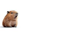 Adorable brown capybara baby looking up with curious expression on isolated white background, suitable for children's books and educational materials.