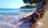 Weathered driftwood on sandy beach with turquoise ocean waves and blurred coastal background, creating dreamy seascape atmosphere in warm sunlight.