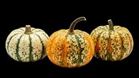 Three decorative gourds with speckled orange, green, and cream patterns, isolated on transparent background, ready for fall clipart, stickers, t-shirt design, and print on demand.
