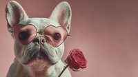 French bulldog wearing heart-shaped sunglasses holding red rose in mouth on pink background for Valentine's Day romantic pet portrait design.