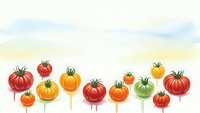 Colorful heirloom tomato varieties on wooden sticks arranged in row against white background, showcasing diverse shapes and colors for culinary presentations.