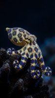Blue-ringed octopus with vibrant circular patterns on coral reef in dark ocean waters showcasing marine biodiversity and underwater wildlife photography.