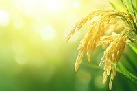 Golden rice ears against blurred green bokeh background with sunlight. Close up view of ripe paddy grains and leaves in soft morning light creates natural agricultural scene.