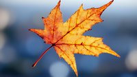 Vibrant orange maple leaf with detailed veins and textured surface floating against soft blue bokeh background, capturing autumn's natural beauty and seasonal change.