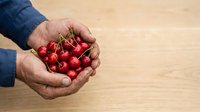 Farmer's hands holding fresh red cherries with stems over wooden surface, showcasing harvest and organic produce for agriculture and food industry use.