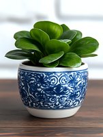 Small green succulent plant in decorative blue and white ceramic pot with oriental pattern on wooden surface against light background.