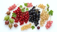 Fresh colorful currants and gooseberries collection with green leaves isolated on white background for healthy food design and culinary projects.