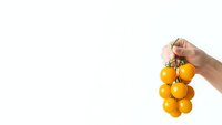 Hand holding fresh yellow cherry tomatoes bunch on white background for healthy cooking and organic food concepts.