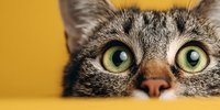 Curious tabby cat with bright green eyes peeking over yellow surface, close-up portrait showing whiskers and alert expression for pet care designs.