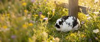 Fluffy black and white rabbit sitting in a sunny meadow surrounded by wildflowers and green grass near a wooden post, suitable for nature and animal content.