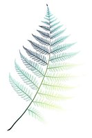 Delicate fern leaf in gradient turquoise and green watercolor on white isolated background, botanical art style illustration for nature-inspired designs.