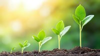 Growing green seedlings shown in sequence from small to large, demonstrating plant growth stages in rich soil against blurred natural background with sunlight effect.