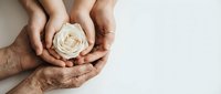 Young and elderly hands gently holding delicate white rose together symbolizing care, support, family bonds and intergenerational love on clean background.