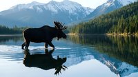 Majestic moose silhouette drinking from pristine mountain lake with snow-capped peaks and forest reflection. Wildlife photography for nature and outdoor adventure themes.