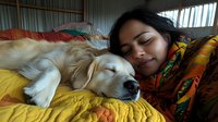 Young Asian woman sleeping peacefully with golden retriever dog on yellow bedding, sharing tender moment of companionship and relaxation in natural morning light.