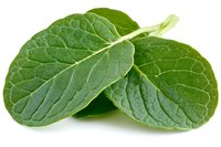 Fresh green mint leaves with detailed vein texture and water droplets on white background, isolated herb for culinary and beverage designs.